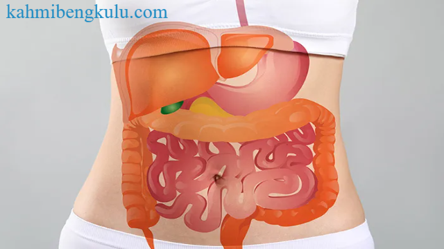 Makanan yang Meningkatkan Kinerja Sistem Pencernaan